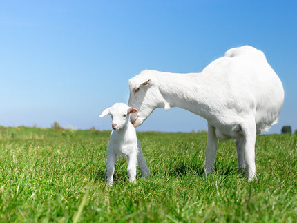 Lait de chèvre et lait de vache : quelle est la différence?