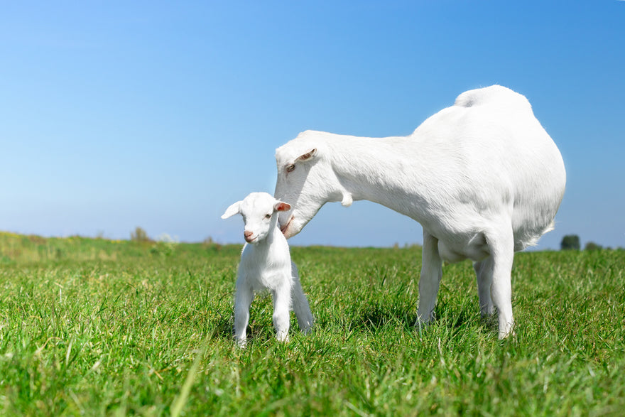 Lait de chèvre et lait de vache : quelle est la différence?