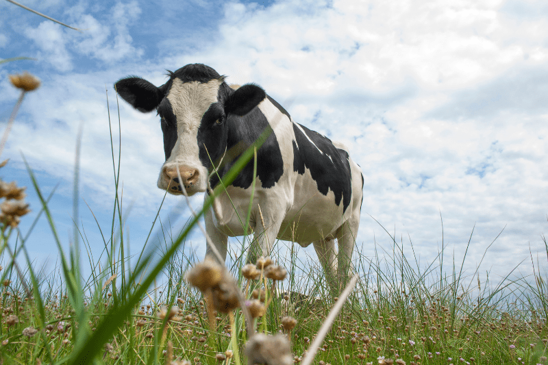 Bébé présentant des symptômes d’allergie au lait de vache examiné