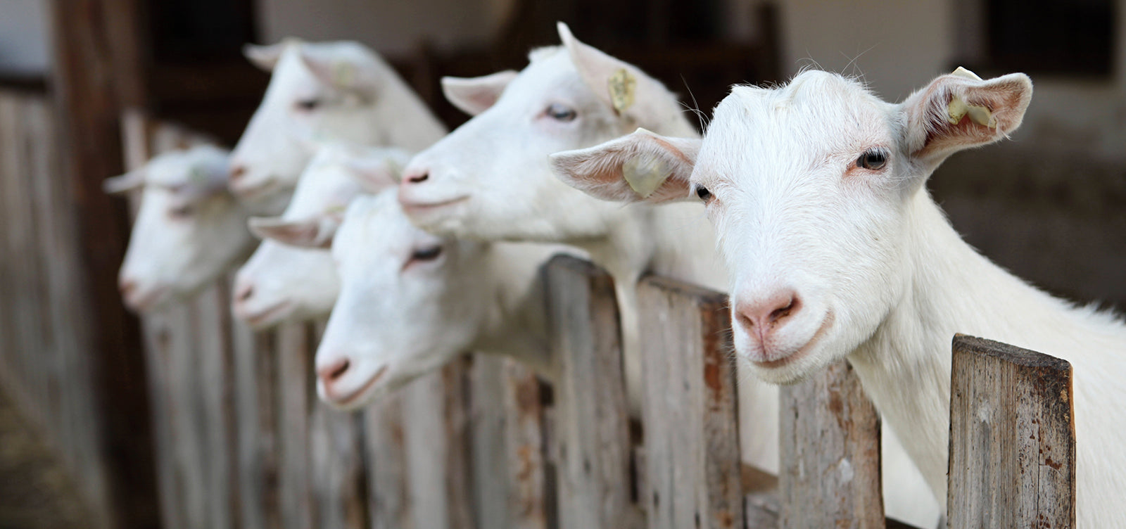 Contrôle du lait dans une usine de lait de chèvre