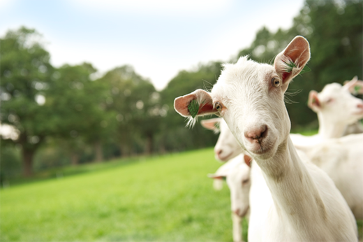 Chèvres Saanen blanches dans une ferme néerlandaise